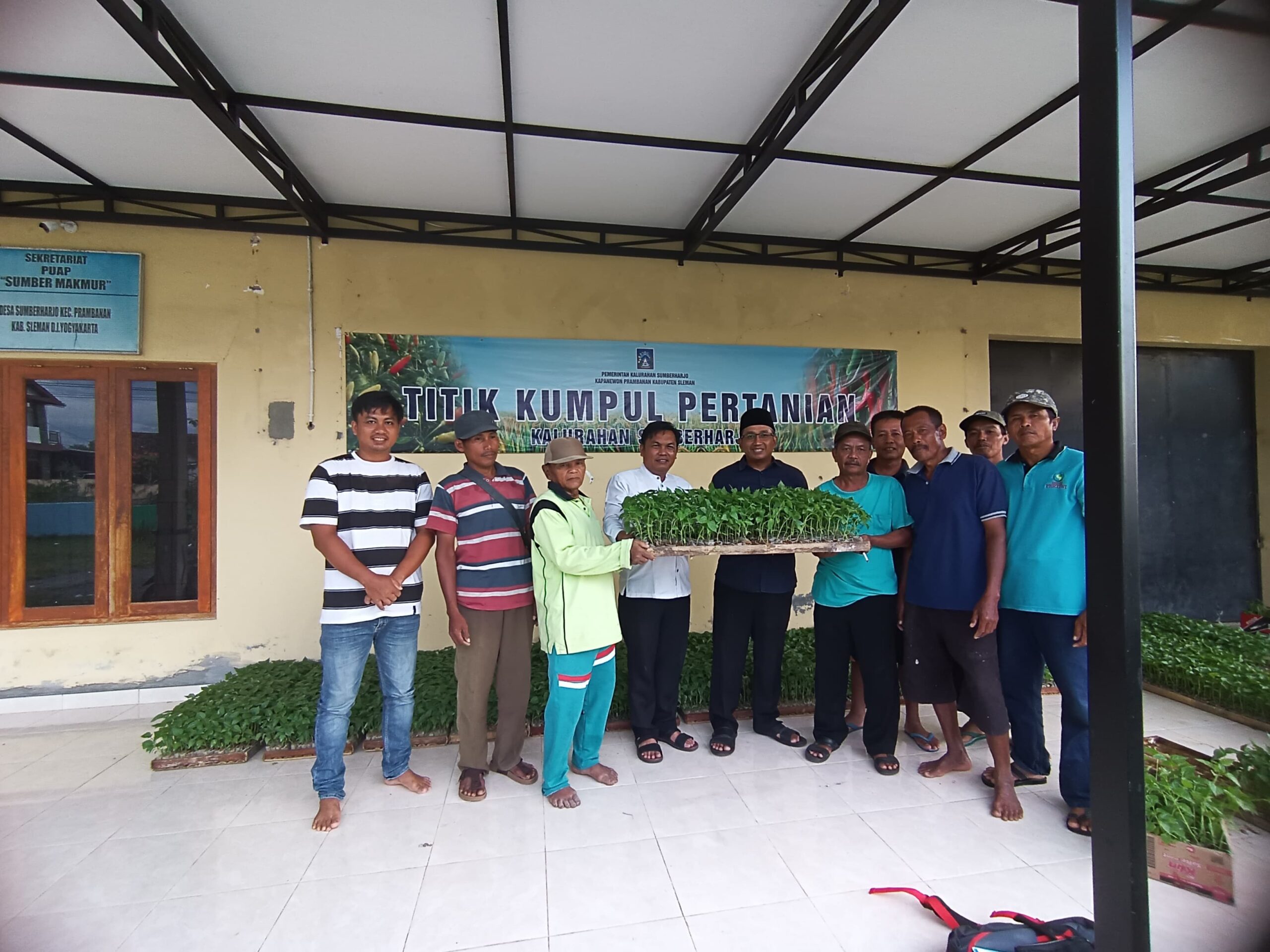 PEYERAHAN BIBIT CABAI UNTUK PETANI