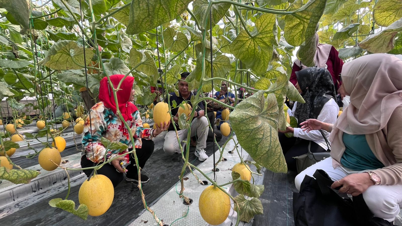 PANEN PERDANA MELON BERLANGSUNG MERIAH