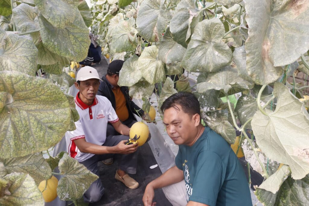 PANEN PERDANA MELON DI KELOMPOK SUMBER TUMURUH